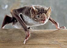 Bats do not lay eggs. Bat Wikipedia