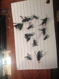 A Black Wasp Like Insect In My House 350714 Ask Extension