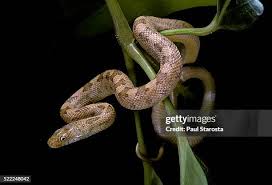 Image result for Spilotes pullatus