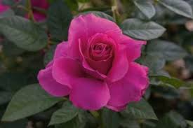 Learn from other member's experience and insight with this plant as well as share your own with the helpmefind garden. Rose Breeders Offering Several New Varieties For Growers In 2016 Greenhouse Grower