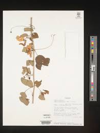 Image result for Adenia karibaensis