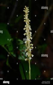 Image result for Antopetitia abyssinica