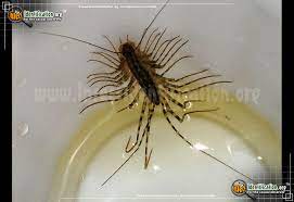 Locating the actual insect pest makes diagnosis easier. House Centipede Scutigera Coleoptrata
