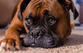 Durch das überschreiten der gewonnen ein bullenbeißer und ein englische bulldogge. Deutscher Boxer Krankheiten Durch Schlechte Zuchtumstande Agila