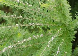 Image result for Ceropegia mucheveensis