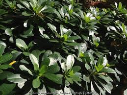 Image result for Eriosema robinsonii