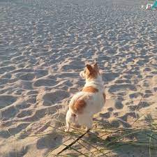 A rapidly growing network of veterinary hospitals. Loving Care Animal Hospital Veterinarians 2011 Englewood Rd Englewood Fl Phone Number