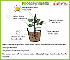 Photosynthesis Photosynthesis Light Energy Energy