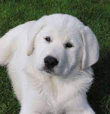 akbas ozellikleri akbas kopek cinsi turkiye de yetistirilmis bir bekci ve coban kopegidir buyuk yapili guclu ve heybetli akbash dog akbash socializing dogs