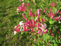Check spelling or type a new query. Pam S Pink Honeysuckle Desert Horizon Nursery
