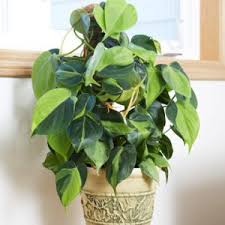 The plant, a small creeping herb with numerous branches, is found in marshy areas near streams and ponds throughout india especially in the north eastern regions. Philodendron Brasil Grow Care Tips Philodendron Plant