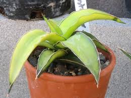 Image result for Heinsia zanzibarica