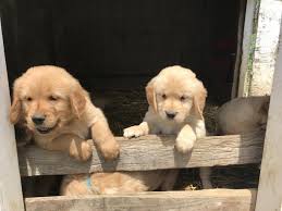 The current median price of golden retrievers in akron / canton is $1,247.50. Ad 543664 Pets And Animals Cox Ohio Classifieds