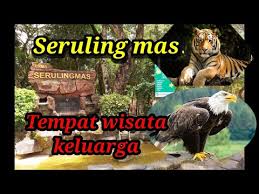 Foto hd elang vs harimau / orang yang mengambil foto harimau di siang hari, harimau sumatera. Video Singa Vs Elang