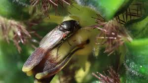 Image result for Ceropegia gracilior