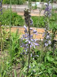 Image result for Asystasia glandulosa