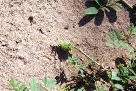 Image result for Indigofera streyana