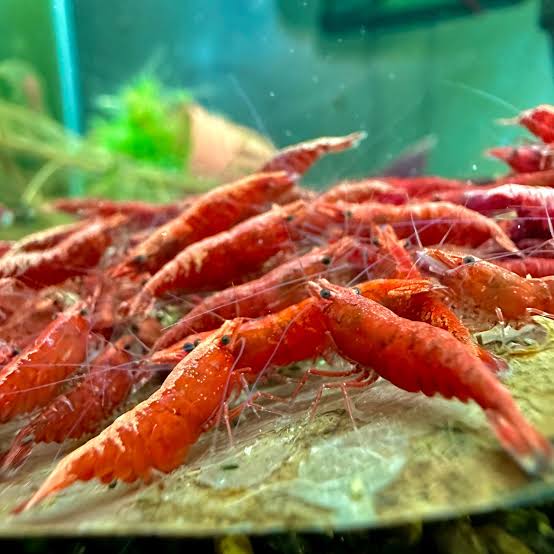Fire Red Cherry Shrimp: Brighten Your Aquarium Today - Saturn Shrimp