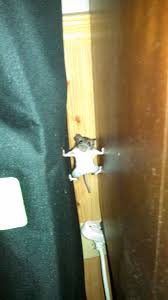 A Mouse That Went Into Mission Impossible Mode In My House Last Year Funny Animal Fails Animal Fails Cute Funny Animals