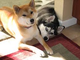 This relationship starts on the day the puppy is brought home. Dog Discipline Should We Beat Or Hit A Dog As Punishment