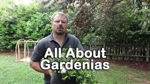 Check spelling or type a new query. How To Grow And Care For Gardenia Plants Gardening Articles