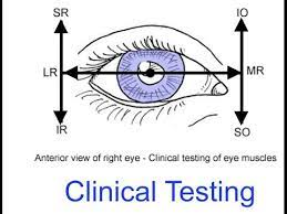 Clinical Testing Extraocular Muscles Tutorial Clinic Optometry Medical School