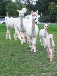 Understanding Cost To Sell Alpaca Fiber At A Profit Alpaca Farm Alpaca Alpaca Fiber