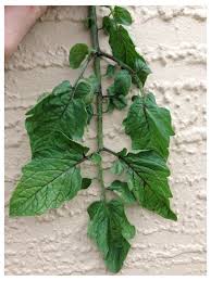 Besides good quality brands, you'll also find plenty of discounts when you shop for black tomato plant during big sales. Tomato Plant Stems Turning Black