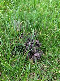 What sort of material is best for my lawn? What Are These Little Balls Clumps Of Soil In Random Spots Across My Lawn Are They Made By Some Burrowing Animal Insect Gardening