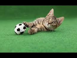 Do you like playing football? Cute Kittens Playing Football I Funny Goals Youtube