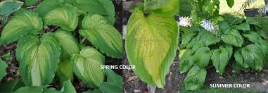 Image result for Hosta Warpaint