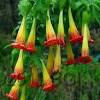 Brugmansia aurea comes from the andes region from ecuador, colombia and venezuela. Https Encrypted Tbn0 Gstatic Com Images Q Tbn And9gcqhj 3xr3yulnzrjxidzfogftzokydo48p1lf67nwbnnt1trnua Usqp Cau