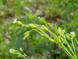 Image result for Silene abyssinica