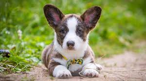 Find a pembroke welsh corgi puppy from reputable breeders near you in ohio. Cardigan Welsh Corgi Price Temperament Life Span