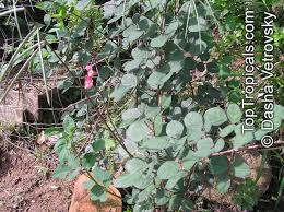 Image result for Pueraria