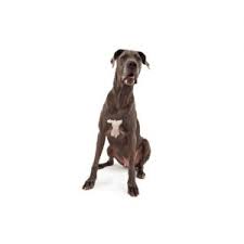 Browse thru our id verified puppy for sale listings to find your perfect puppy in your area. Great Dane Puppies Petland Pickerington