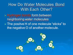 This results in the development of a slight negative charge on oxygen and a slight positive charge on the hydrogen atoms. Properties Of Water I Structure Of The Water Molecule Polarity And Hydrogen Bonds Ppt Download