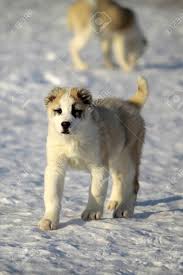 Tag1 21.10.2020 unsere hündin hilda bekam 5 rüden und 4 hündinnen bei interesse rufen sie an: Eine Kleine Jungen Hubschen Flauschigen Neugierig Reine Rasse Welpen Von Alabai Oder Central Asian Shepherd Hund Zu Fuss Auf Schnee In Sonnigen Wintertag Im Freien Vertikale Bild Lizenzfreie Fotos Bilder Und Stock