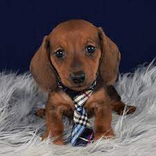 Dachshund puppies for sale in pa cheap. Dachshund Puppies For Sale In Pa Dachshund Puppy Adoptions