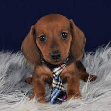 Give me an overview of dachshund puppies for sale in pennsylvania. Dachshund Puppies For Sale In Pa Dachshund Puppy Adoptions