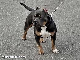 Blue Pitbulls Blue Tri Color Pitbulls Jpg Blue Tri Color Pitbulls Venus Is A Black Pitbull Terrier Pitbulls Dog Breeds