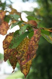 Leaf spots on cherries are caused by the fungus blumeriella jaapi. Cherry Leaf Spot Kentucky Pest News