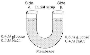 Simple diffusion is the process by which solutes are moved along a concentration gradient in a solution or across a semipermeable membrane and is carried out by the actions of hydrogen bonds forming between water molecules and solutes. Campbell Biology 10th Edition Chapter 7 Flashcards Easy Notecards