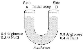 Simple diffusion is the process by which solutes are moved along a concentration gradient in a solution or across a semipermeable membrane. Campbell Biology 10th Edition Chapter 7 Flashcards Easy Notecards