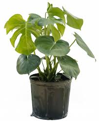 Buy Monstera Deliciosa Swiss Cheese Vine Philodendron Pertusum Monstera Lennea Mexican Breadfruit Ceriman Free Sh Monstera Deliciosa Plants Cheese Plant