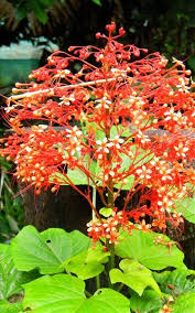 We have this plant growing in our frond yard under the oak, in shade, and it keeps blooming all winter long! Buy Clerodendrum Paniculatum Online