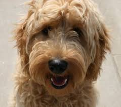 • pending adoption • we have an incredible opportunity to adopt this medium teddybear twoodle in training. Grooming Styles British Cockapoo Society