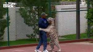 Mike tyson fights with tiger funny id still bet on iron mike he bites harder. Blick Box Legende Mike Tyson Bereut Die Haltung Seiner Tiger Facebook