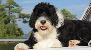 The ideal is 22 inches. Portuguese Water Dog Breed Information Facts Traits Pictures More