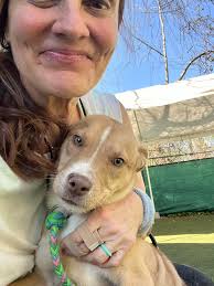 I found this sweet dog tonight please help me find her family! S Tryon near  the embacy suites! Pink collar but no tags or micro chip- she is at animal  control |